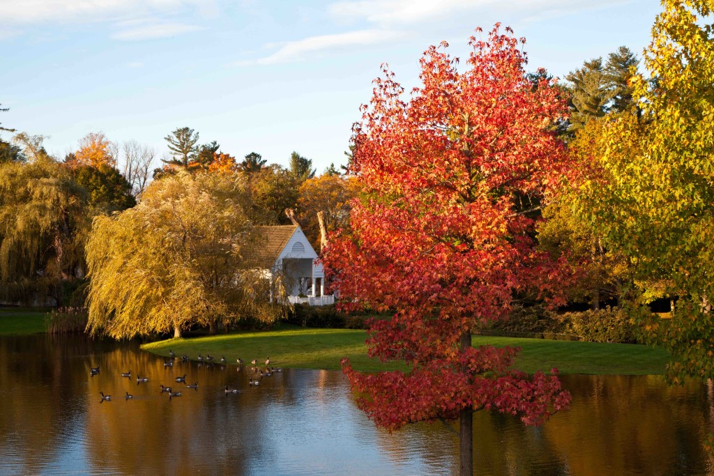 Fall Pond Small